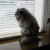 The watch cat! The watch cat!