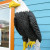 An eagle carved in wood. An eagle carved in wood.