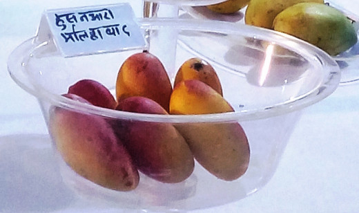 Mango variety Husneaara
