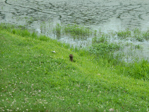 A young mink at Mammoth Spring Park