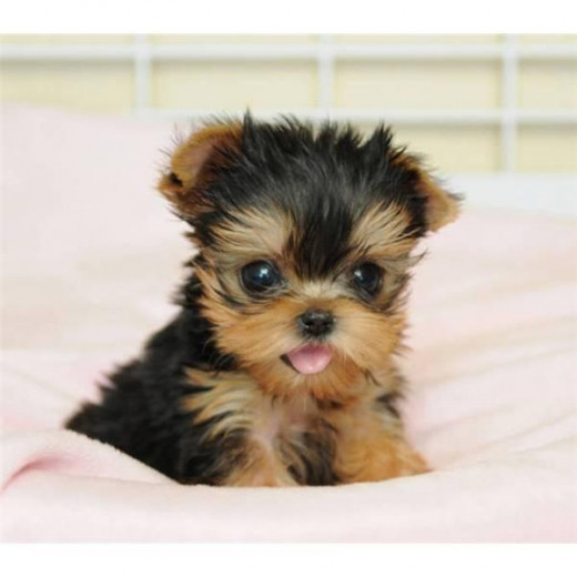 Yorkshire Terrier Puppy