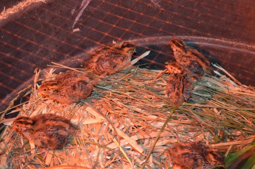 And then we added quail