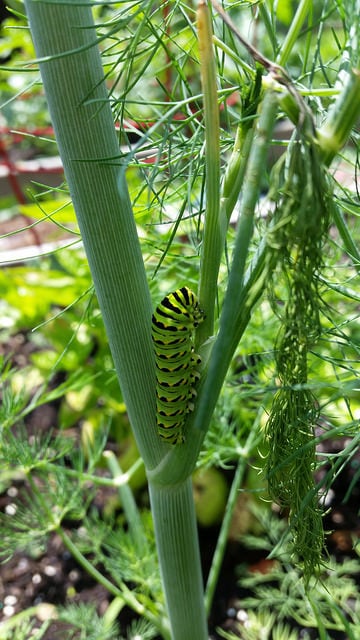 Swallowtail caterpillar stage 3 or 4