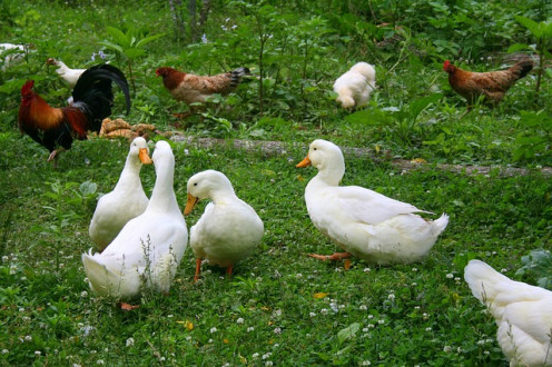 A Chinese saying; A duck talk to a chicken" refers two person talking in different languages, a language barrier
