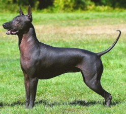 Dog Profile-Xoloitzcuintli (Mexican Hairless Dog)