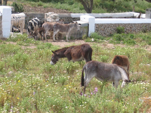 Donkeys are swapped out daily at designated farms along the route. Two new fresh donkeys for the next day.