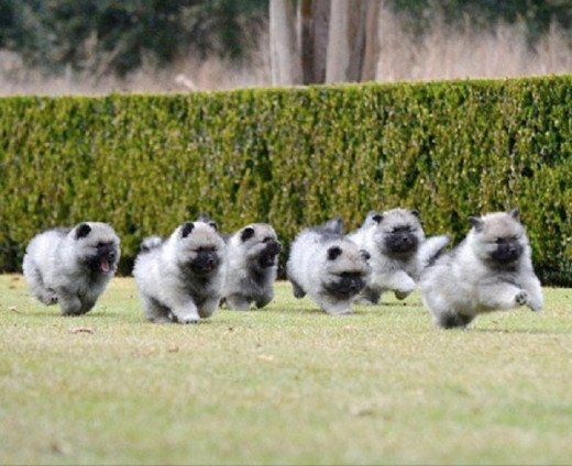 Keeshond Puppies