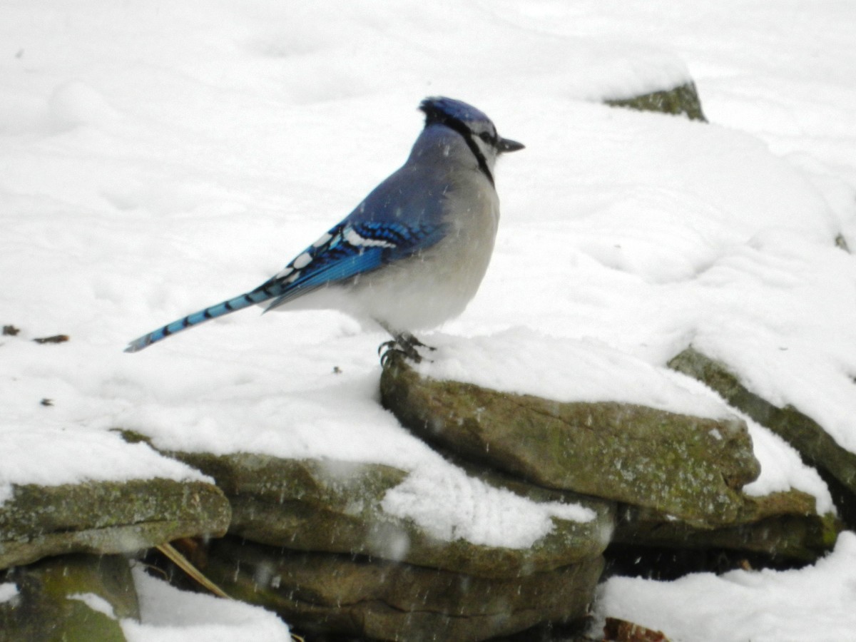 Blue Jay Facts, Pictures, and Behavior Owlcation