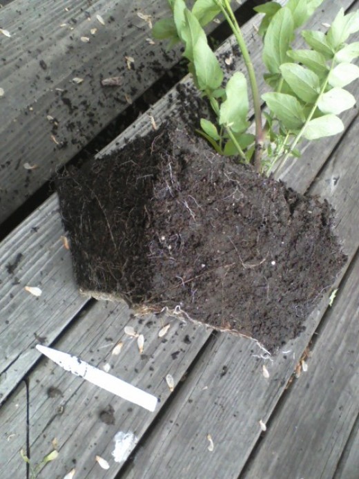 Out of the pot, it's obvious that the roots don't have room to develop in so little soil.
