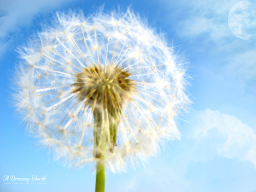 The Dandelion Plant... Image courtesy of The Dandelion Plant... Image courtesy of