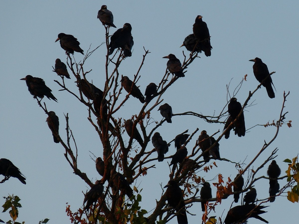 Roosting Crows