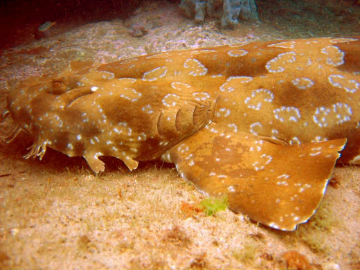 Wobbegong, also known as a Carpet shark.