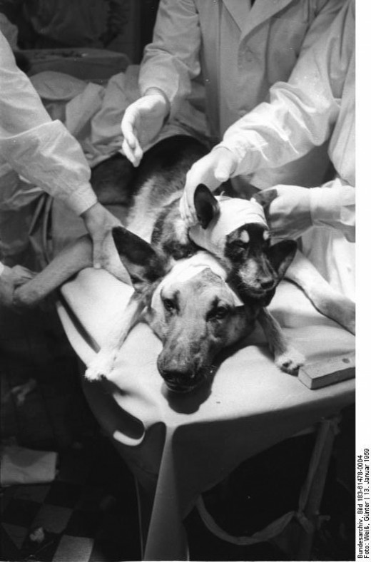 The last dog head transplant performed by Vladimir Demikhov on January 13, 1959. 