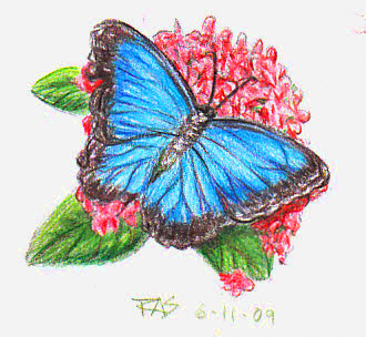 Blue Butterfly in colored pencil by Robert A. Sloan.