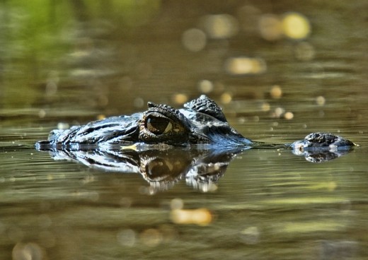 croc