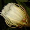Sanoahm profile image