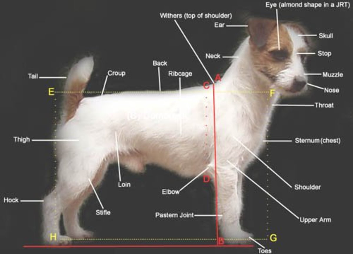 Jack Russell Weight Chart