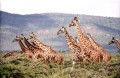 Book and TV Review: Tears of the Giraffe