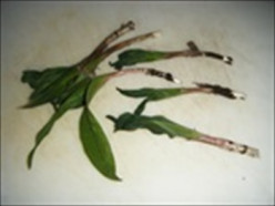 Forage for Ramps (Wild Leeks) and What to Do With Them !