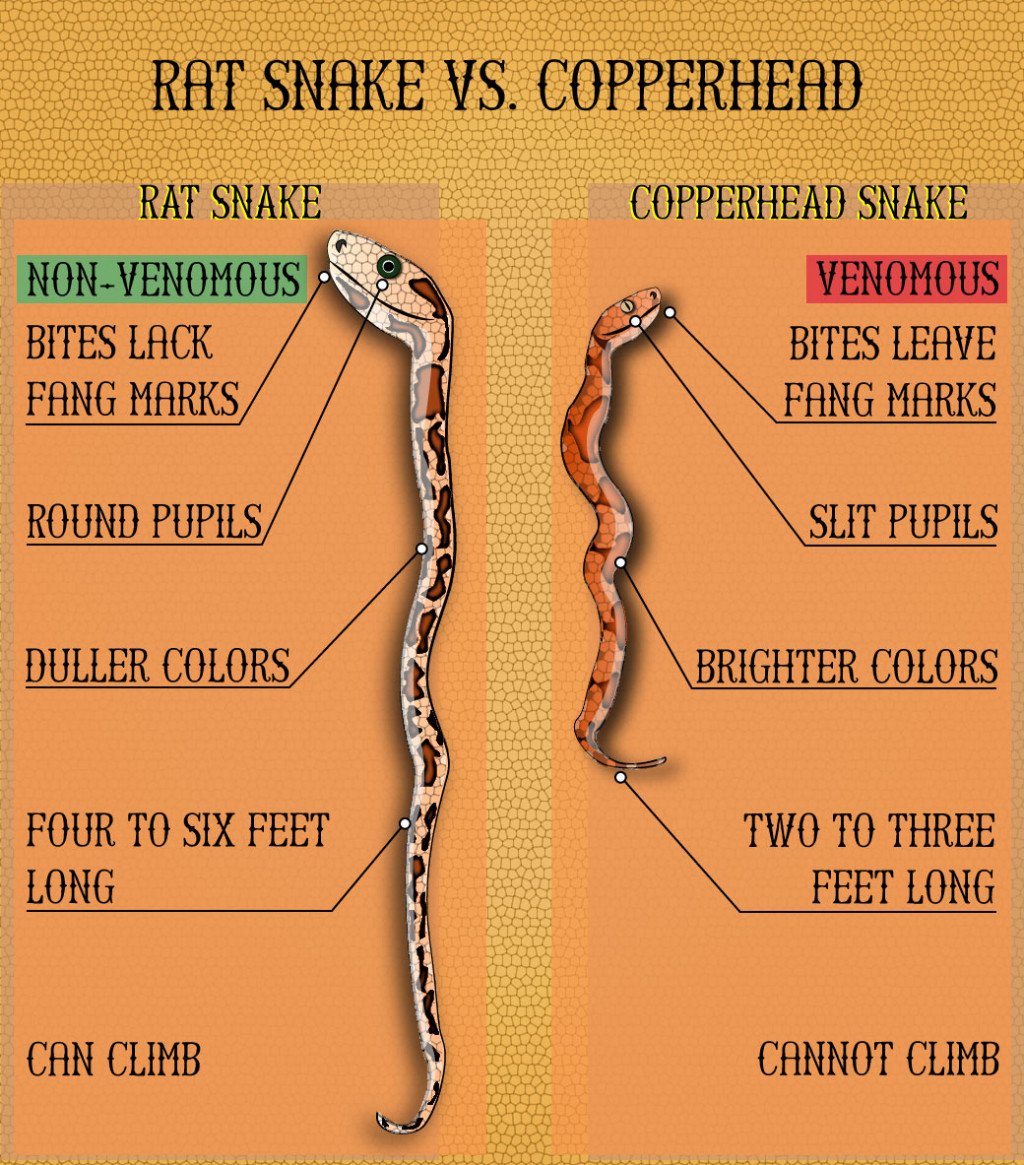 <span class="caption_text">Key differences between rat snakes and copperheads.</span>