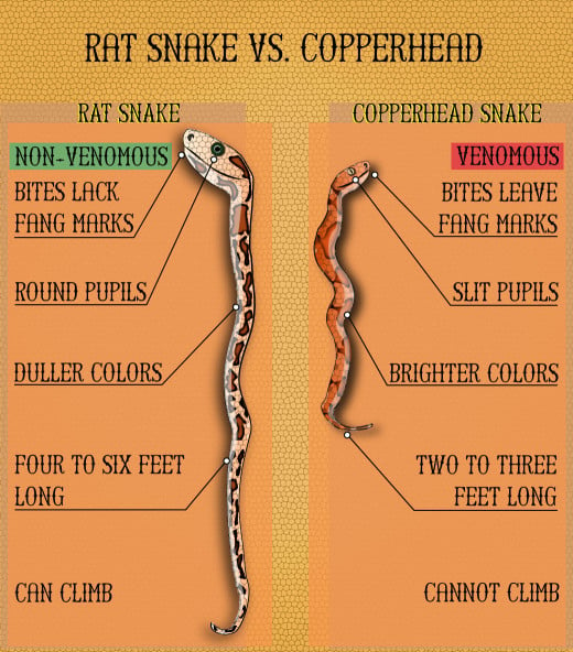 Is It a Rat Snake, Chicken Snake, or a Copperhead? HubPages