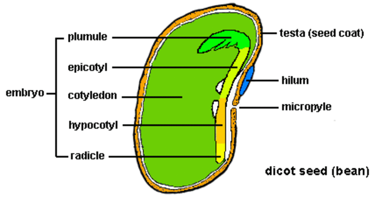 Inside The Seeds Embryo 