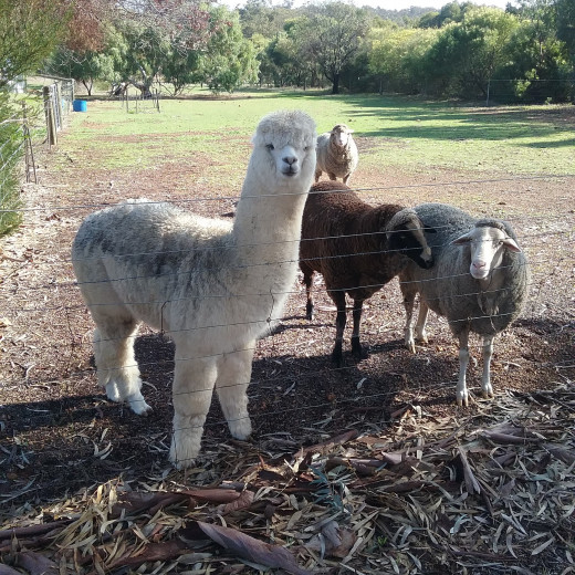 The Alpaca And Sheep