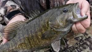 Smallmouth Bass. Note the distinctive striping along the sides.
