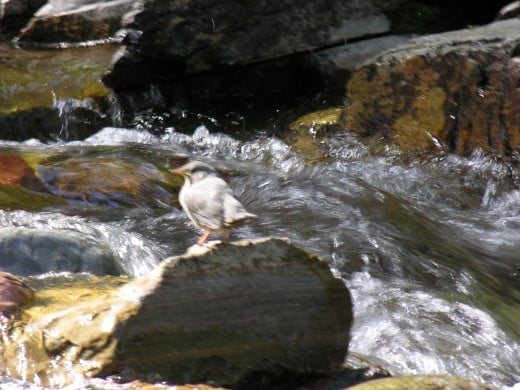 The American Dipper