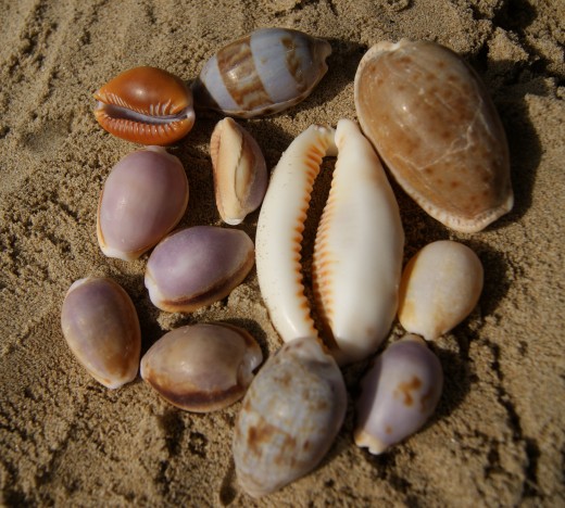 Collection of Cowries from Wild Coast Beaches