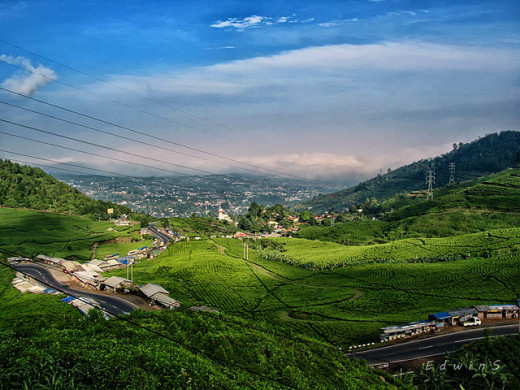 Green Tea Plantation at Puncak