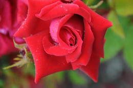 https://usercontent1.hubstatic.com/12543010_f260.jpg