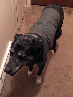 Trudie in her thundershirt during a storm.