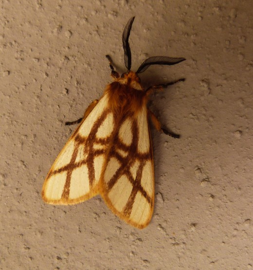 Moths are a possibility?
