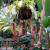 Plant I'd never seen before Plant I'd never seen before