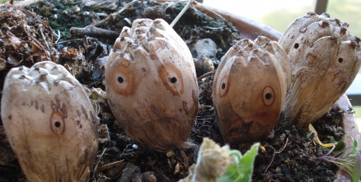 The Pandanus 'People.'
