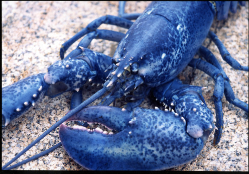 Blue's not exactly the color most that people image for a lobster. 