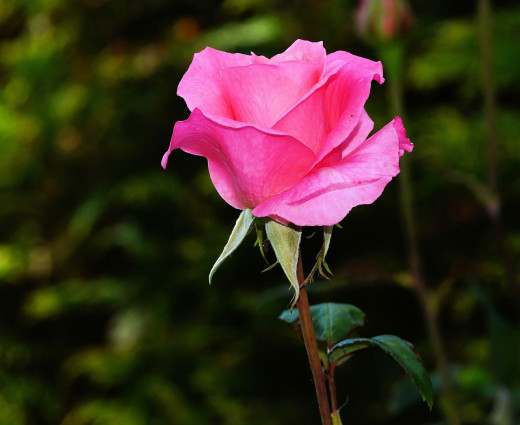 This rose looks beautiful, but pluck all the petals one by one from the stem and it won't look beautiful anymore. 