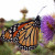 Monarch butterfly at the Morton Arboretum