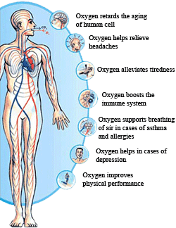 When oxygen levels are increased, red blood cells pick up the extra oxygen, and provide it to our body tissues,systems and organs.
