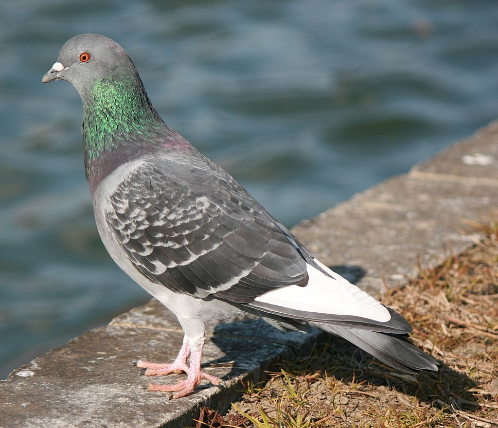 pigeons of the world bird orders columbiformes part 1 pigeons of the world bird orders columbiformes part 1