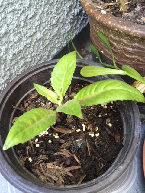 A picture of my "starter" Gynura Procumbens. 