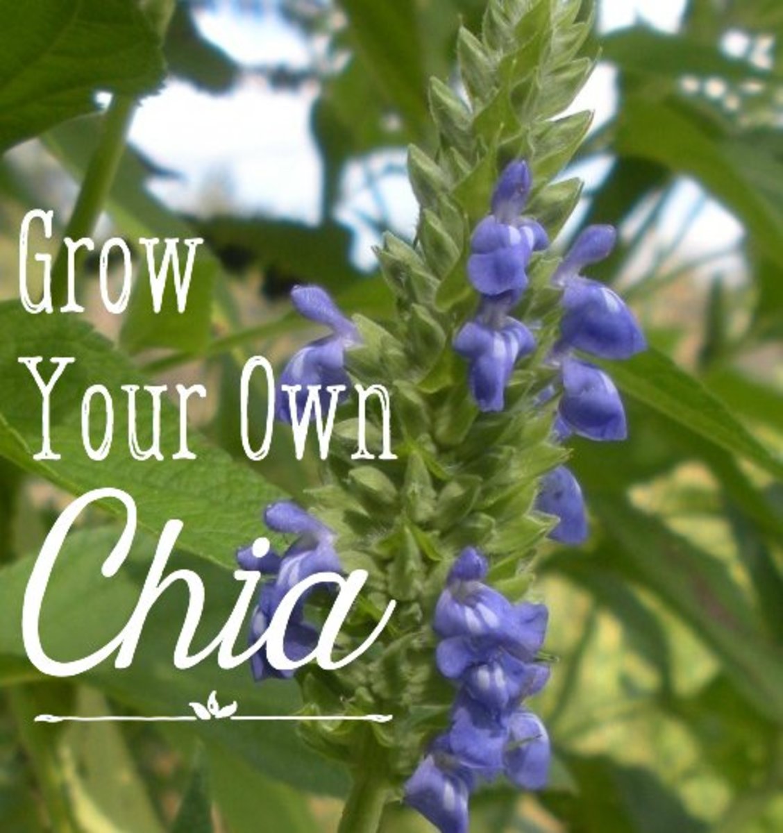 How I Grow And Harvest Organic Chia Seeds Dengarden
