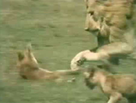 Cecil kills ten defenseless cubs!