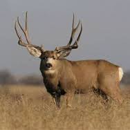 A Nice Mule Deer Buck