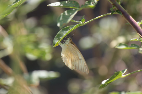 A Cabbage White Butterfly laying tiny yellow eggs A Cabbage White Butterfly laying tiny yellow eggs