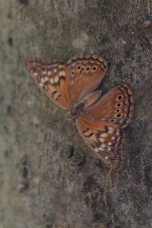 Tawny Emperor on a tree trunk Tawny Emperor on a tree trunk