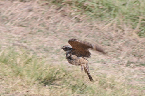 Pop goes the bird Pop goes the bird