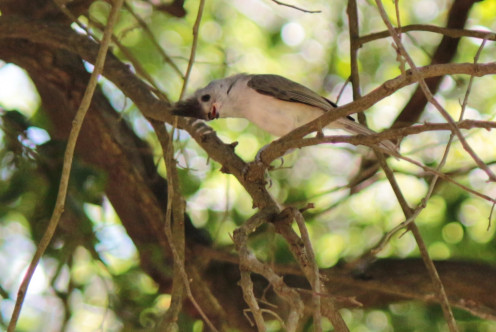 Black-crested Titmouse checking me out Black-crested Titmouse checking me out