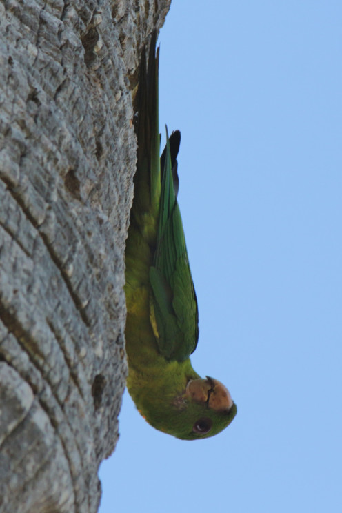 Green Parrot near his home in this palm tree Green Parrot near his home in this palm tree